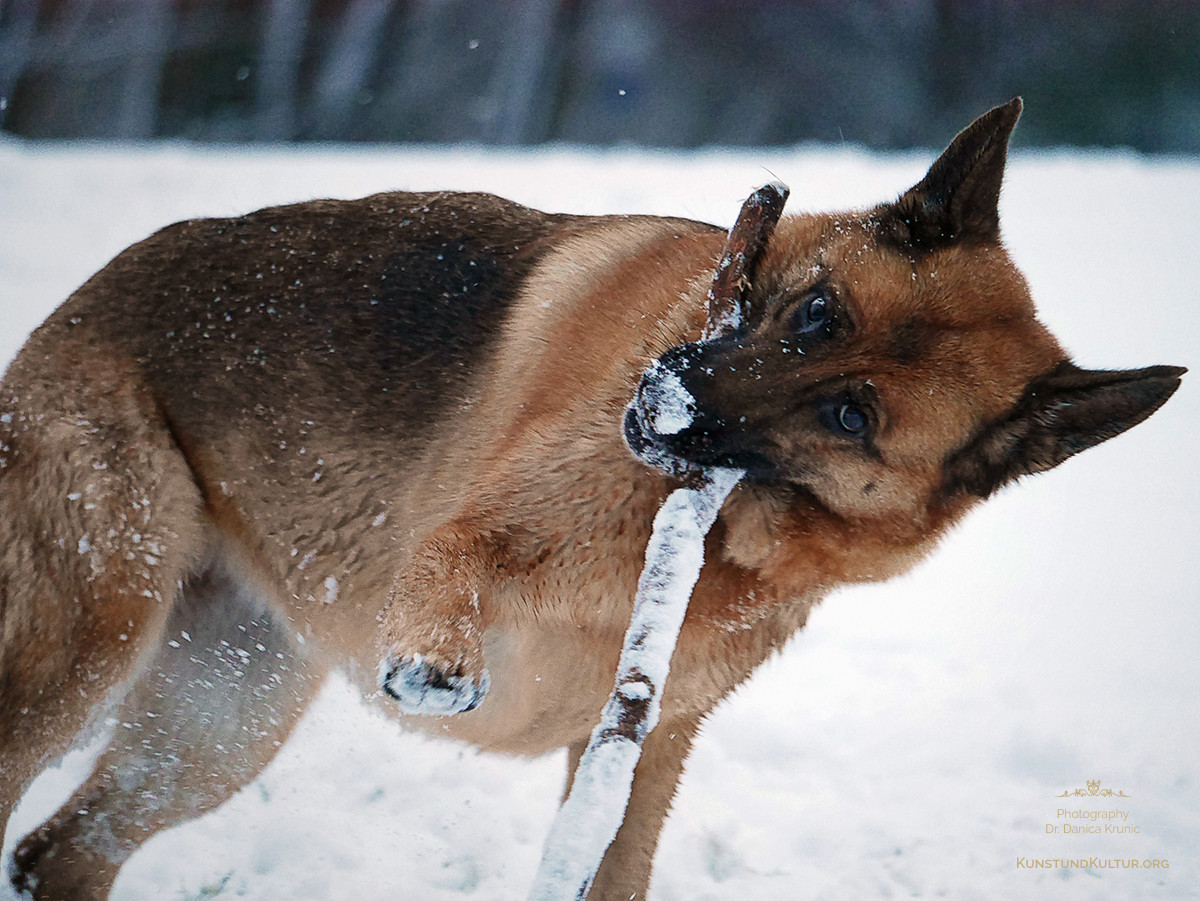 Deutscher Schäferhund: Vergnügtes Spiel im Schnee