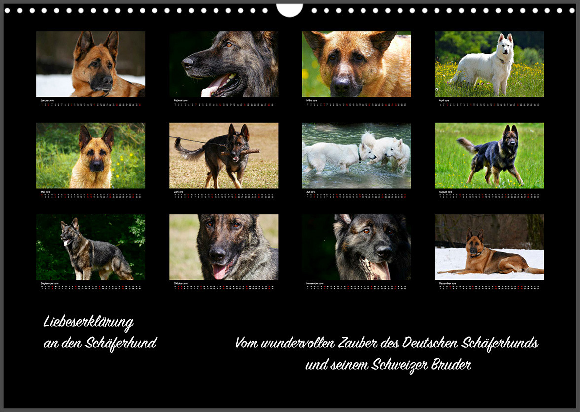 Hundekalender: Liebeserklärung an den Schäferhund
