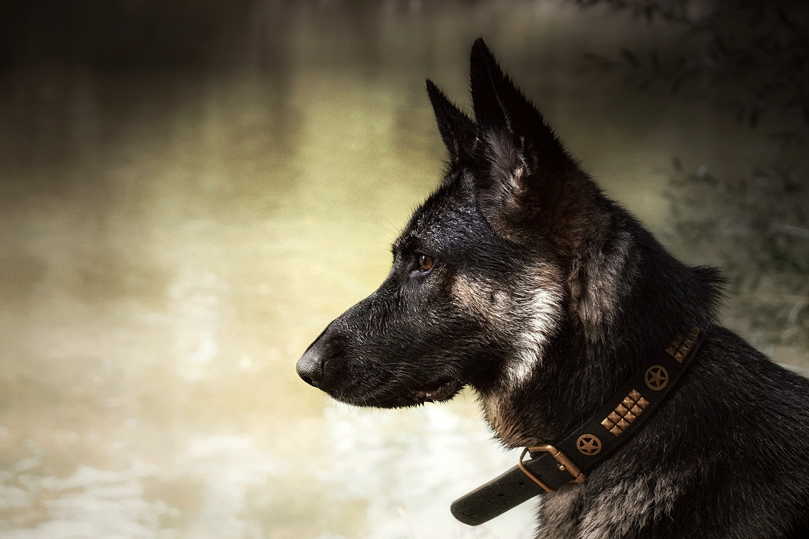 Schwarz Grauer Deutscher Schäferhund Akira Dog Luxury