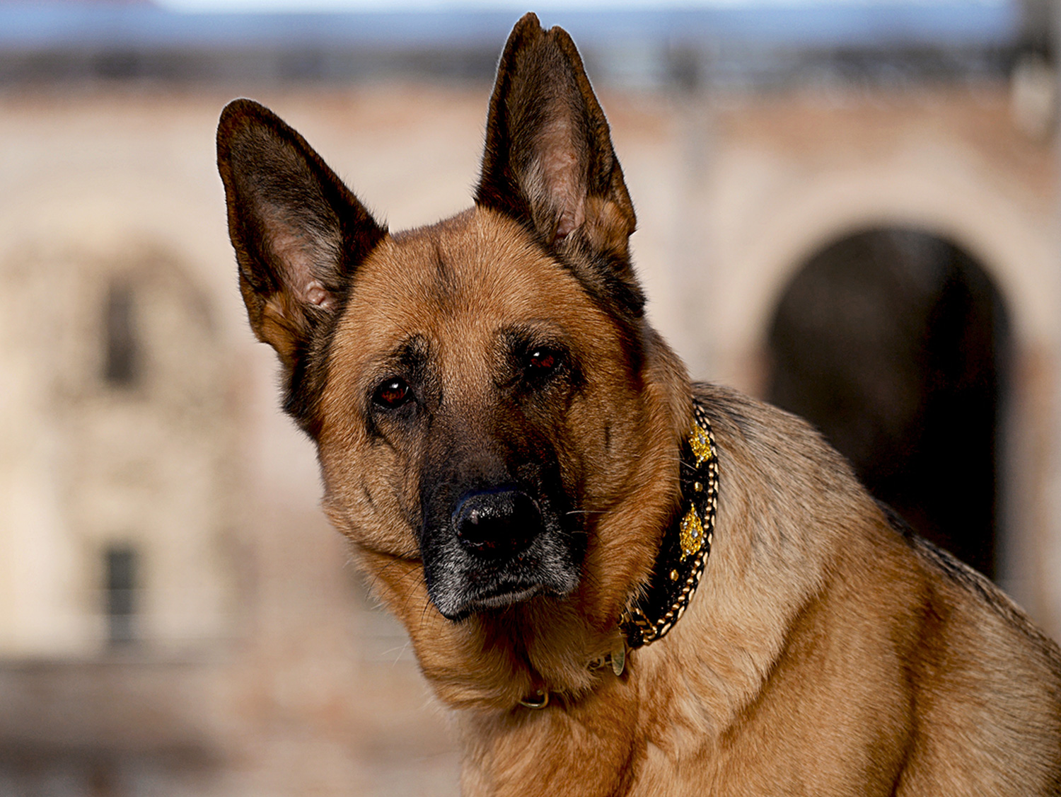 Der Deutsche Schäferhund ist ein loyaler und liebenswerter Gefährte mit neugierigem Temperament und wachsamen Wesen. Unwiderstehlich verzaubert uns seine Treue und Schönheit. LuxyDOG Gioia mit edlem Luxus Halsband in Seide