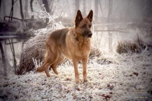 Der Deutsche Schäferhund: Portrait Fotografie im Winter