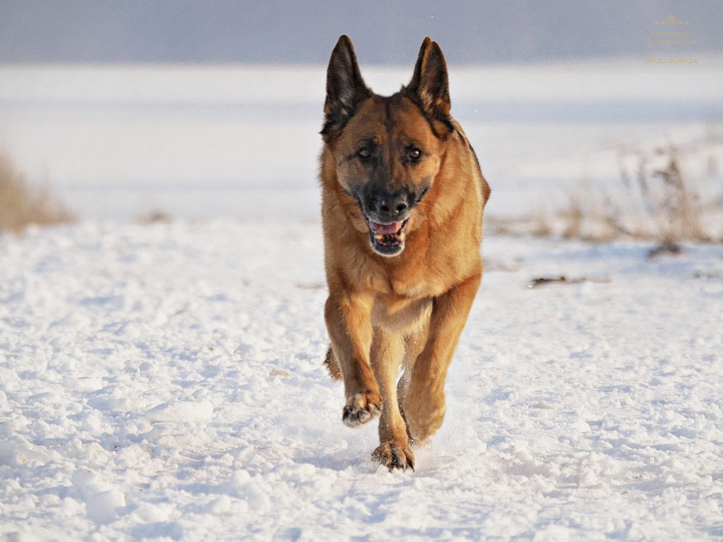 Der Deutsche Schäferhund: Lebendige Fotografie im Winter
