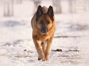 Der Deutsche Schäferhund: Lebendige Fotografie im Winter